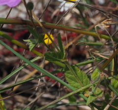 Erodium subintegrifolium