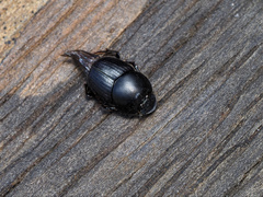 Onthophagus taurus