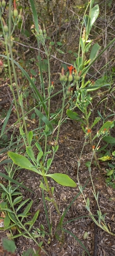 Nentakalanchoe