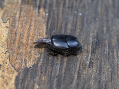 Onthophagus taurus