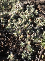 Antennaria rosulata