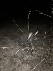 Bouteloua pectinata
