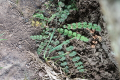 Gingidia enysii peninsulare