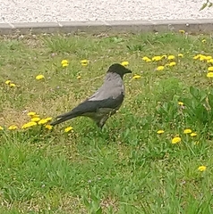 Corvus cornix