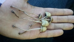 Panaeolopsis