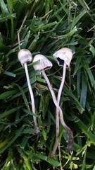 Panaeolopsis