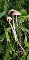 Panaeolopsis