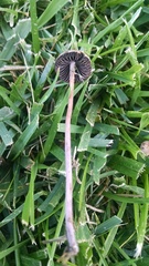 Panaeolopsis