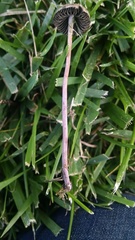 Panaeolopsis