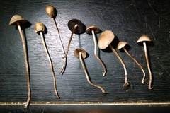 Panaeolopsis