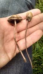Panaeolopsis