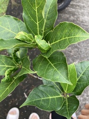 Ficus cumingii terminalifolia