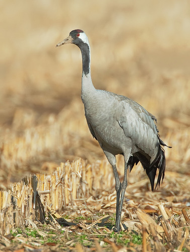 Common Crane, 's-Hertogenbosch, NL-NB, NL, photo 7 of 10