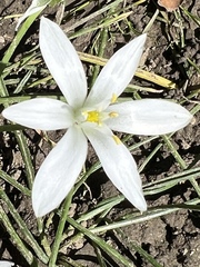 Ornithogalum umbellatum