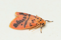 Miltochrista arcuata