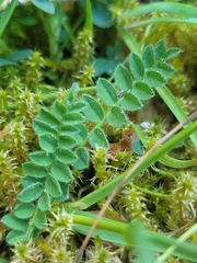 Ornithopus perpusillus