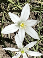 Ornithogalum umbellatum