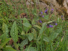 Pulmonaria affinis