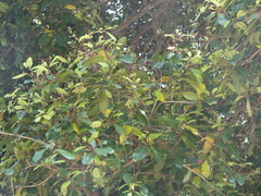 Alseodaphne semecarpifolia