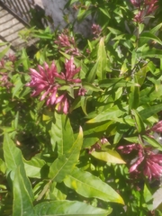 Cestrum fasciculatum