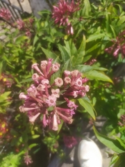 Cestrum fasciculatum