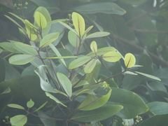 Alseodaphne semecarpifolia