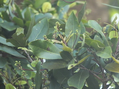 Alseodaphne semecarpifolia
