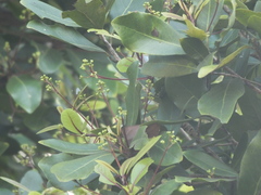 Alseodaphne semecarpifolia