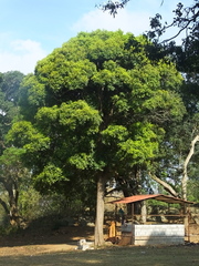 Alseodaphne semecarpifolia