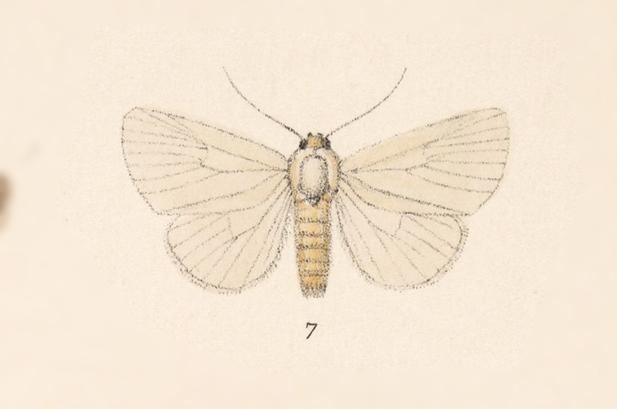 Chasmina alcidamea