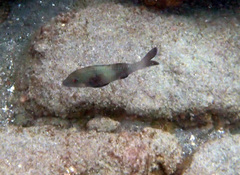 Parupeneus insularis