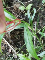 Claytonia