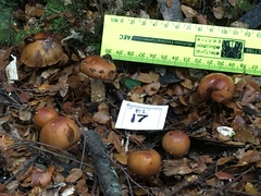 Cortinarius perfoetens