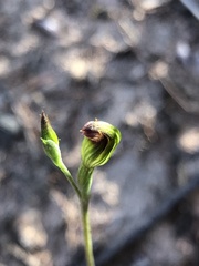 Pterostylis rubescens