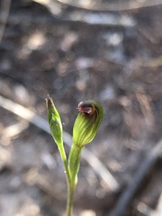 Pterostylis rubescens