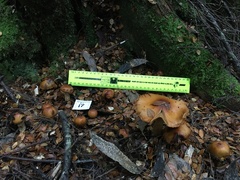 Cortinarius perfoetens