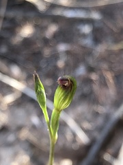 Pterostylis rubescens