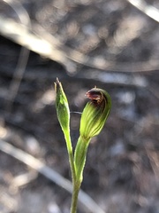 Pterostylis rubescens