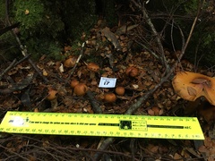 Cortinarius perfoetens