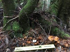 Cortinarius perfoetens