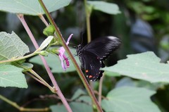 Papilio ambrax