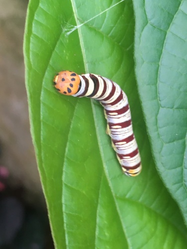 Striped Policeman