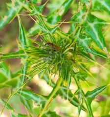 Epimeces