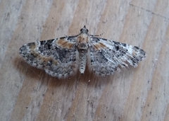 Eupithecia pulchellata