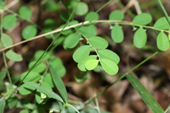 Phyllanthus gunnii