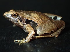Microhyla achatina