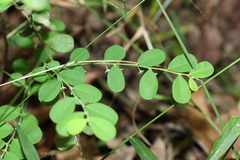 Phyllanthus gunnii