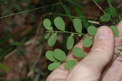 Phyllanthus gunnii
