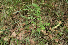Phyllanthus gunnii
