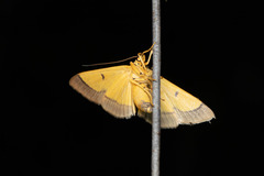 Endocrossis